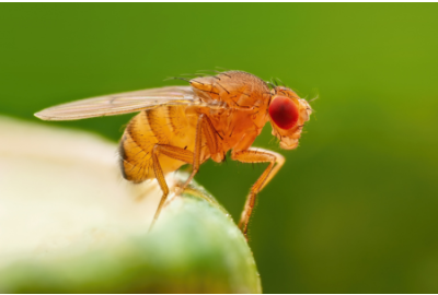 Using Drosophila to Study Genetics
