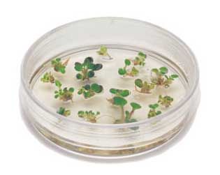 Introduction to Plant Cell Culture Kit