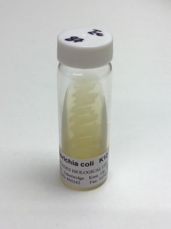 Escherichia coli K12 strain –