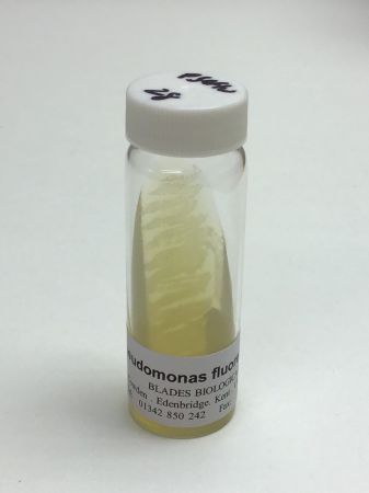 Pseudomonas fluorescens –
