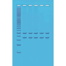 Mitochondrial DNA Analysis Kit