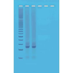 Edvotek® Quick PCR Kit