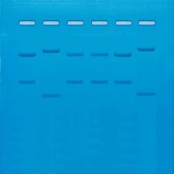 DNA  Fingerprinting Using PCR Replenisher, Samples ONLY