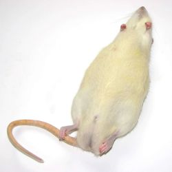 Preserved Rat, Rattus Rattus Ff
