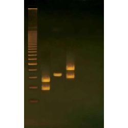Human PCR Tool Box™ Kit