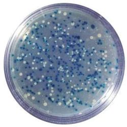 Blue/White Cloning DNA Fragment & Assay Of SS-Galactosidase