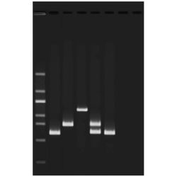 Edvotek® Multiplex PCR Testing of Water Contaminants Kit