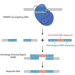 Replenisher Kit For Using CRISPR To Treat Cystic Fibrosis