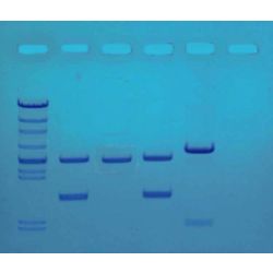 DNA Fingerprinting by PCR Amplification, 24 Gels