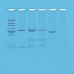Edvotek® DNA Paternity Testing Simulation Kit