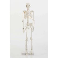 Skeleton, Half Scale