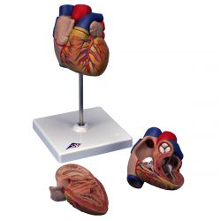 Heart Model, 2 Parts