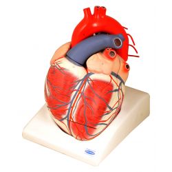 Heart Model, Giant, 7 Parts