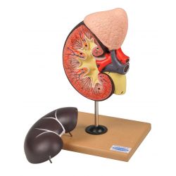 Kidney with Adrenal Gland Model, 2 Parts