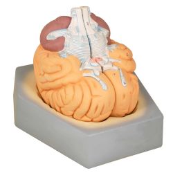 Human Brain, 2 Parts