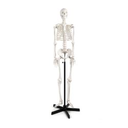 Skeleton Model