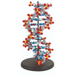Dynamic DNA Kit