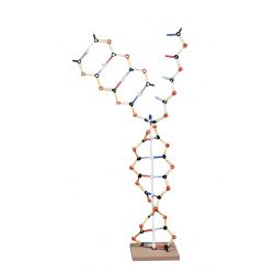 DNA - RNA Model