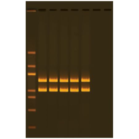 Edvotek® Exploring Human Origin by PCR Amplification of Mitochondrial DNA