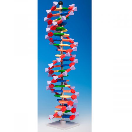 Mini DNA® Molecular Model Kit, 22 Layer