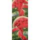 Scratch-and-Sniff Bookmarks - Watermelon Pk/100