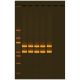 Edvotek® Exploring Human Origin by PCR Amplification of Mitochondrial DNA