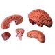 Human Brain, 5 Parts