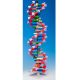 Mini DNA® Molecular Model Kit, 22 Layer