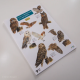 Owl & Owl Pellet Guide