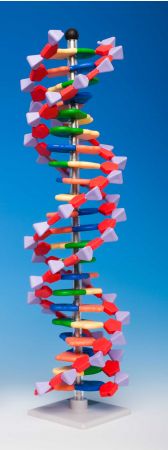 Mini DNA® Molecular Model Kit, 12 Layer