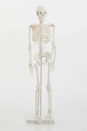 Half Scale Skeleton