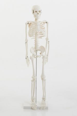 Half Scale Skeleton