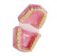 Anatomical Teeth, Dental Set