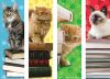 Cat Bookmarks Pk/200