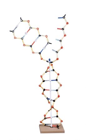 DNA - RNA Model