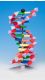 Mini DNA® Molecular Model Kit, 12 Layer