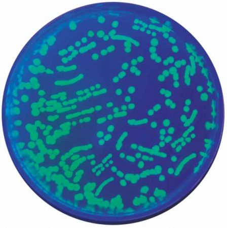 Transformation with Green Fluorescent Proteins Kit