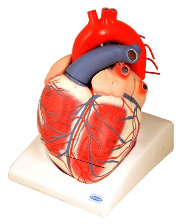 Heart Model, Giant, 7 Parts
