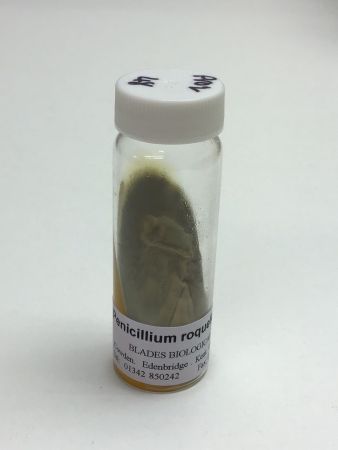 Penicillium Roqueforti